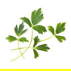 Veritable Lovage Lingot