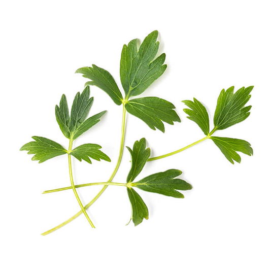 Veritable Lovage Lingot