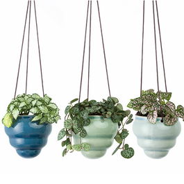 Burgon & Ball Hanging Pot Baby Bombino Trio